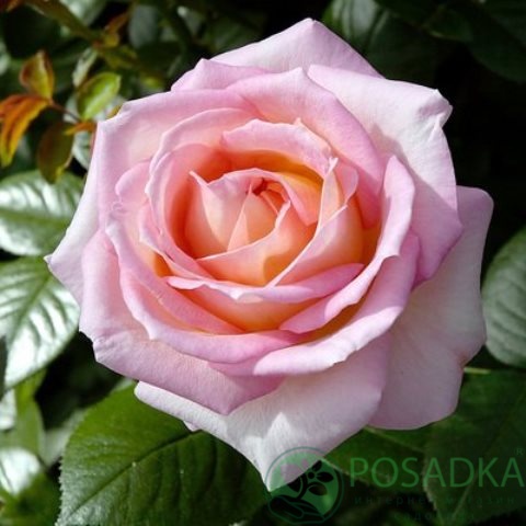 картинка Роза чайно-гибридная Эль 