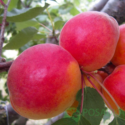 картинка Абрикос Перла 