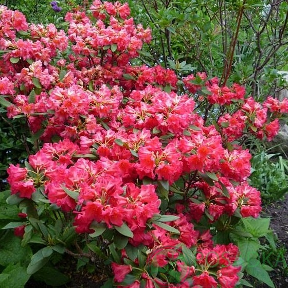 картинка Рододендрон гибридный Абендзонне 