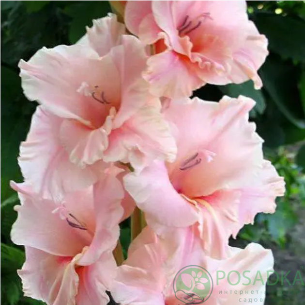 картинка Гладиолус Богиня любви 