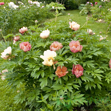 картинка Пион ITOH Magical Mystery Tour 