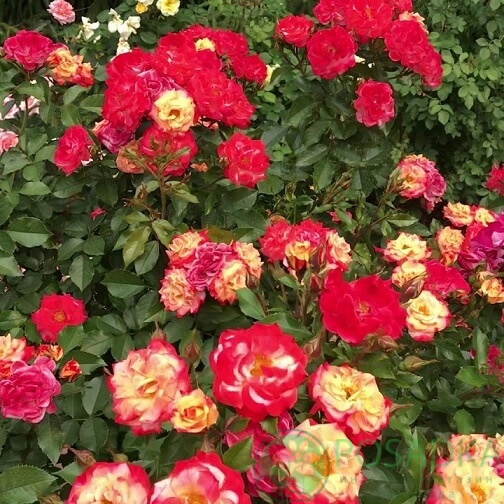 картинка Роза флорибунда Санрайз (Sunrise) 