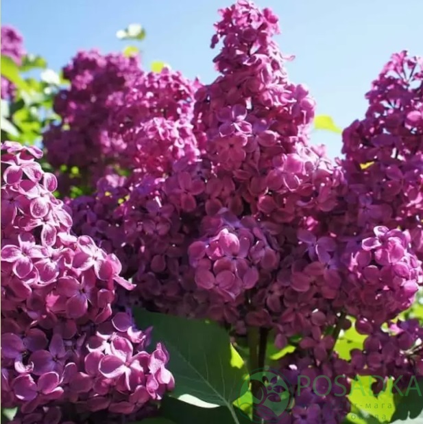 картинка Сирень Огни Москвы 