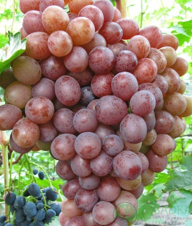 картинка Виноград Сиреневый 