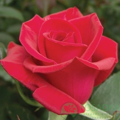 картинка Роза чайно-гибридная Черри Лав 