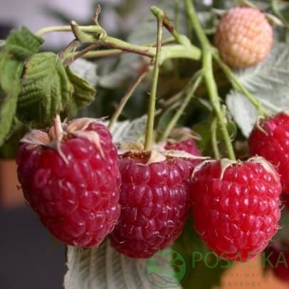 картинка Малина Днепровская 