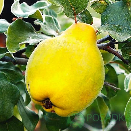 картинка Айва грушевидная Мускатная 