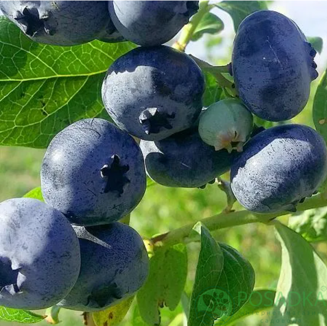 картинка Саженцы Голубики Блюкроп C40/ H100-130 