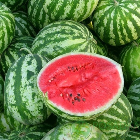 картинка Семена Арбуз Княжич, 2гр, SeedEra 