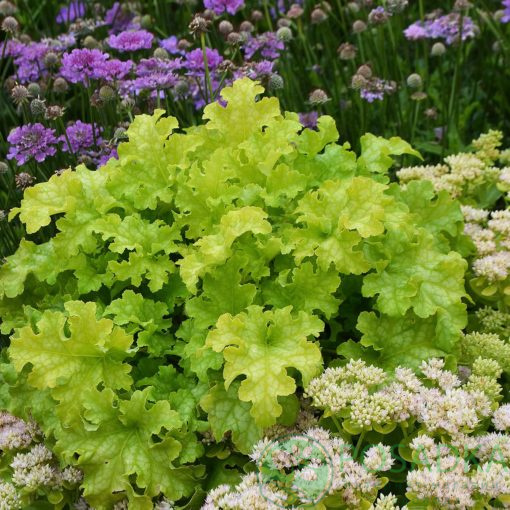 картинка Гейхера Lime Ruffles 