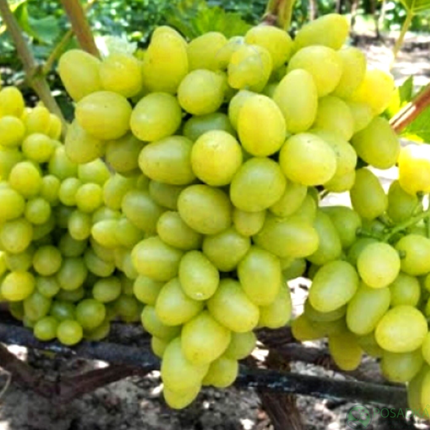 картинка Виноград Монблан 