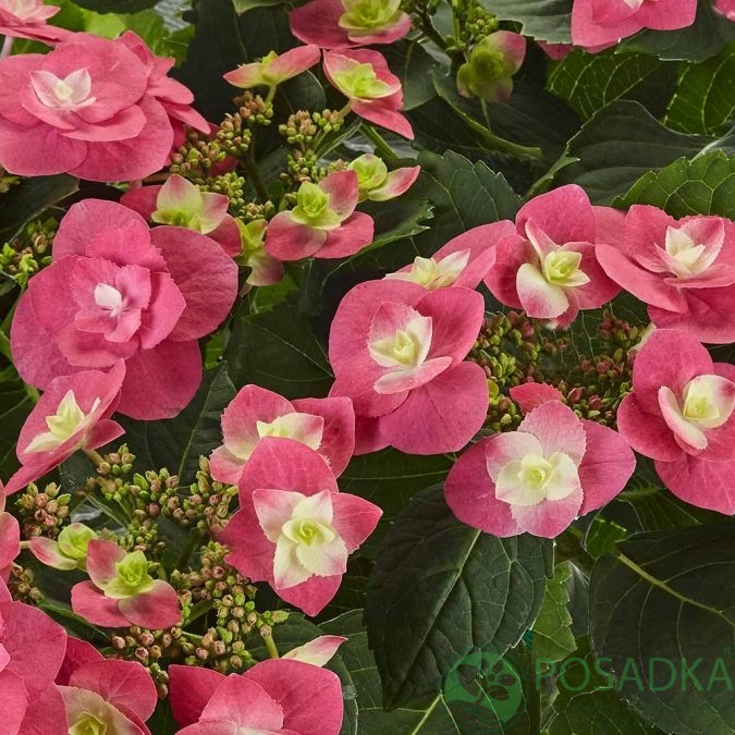 картинка Гортензия крупнолистная Flame Hot Pink (Флейм Хот Пинк) 