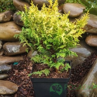 картинка Кипарисовик горохоплодный Gold Spangle 7.5л 