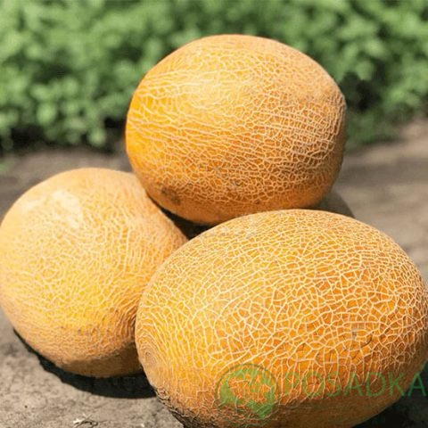 картинка Дыня Берегиня семена (1кг) картинка Дыня Берегиня семена (1кг)