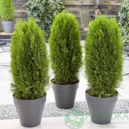 картинка Туя западная Totem Smaragd 