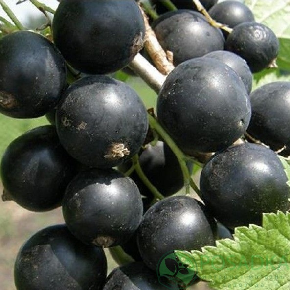 картинка Смородина чёрная Фортуна 