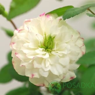 картинка Роза бордюрная Грин Айс С2 