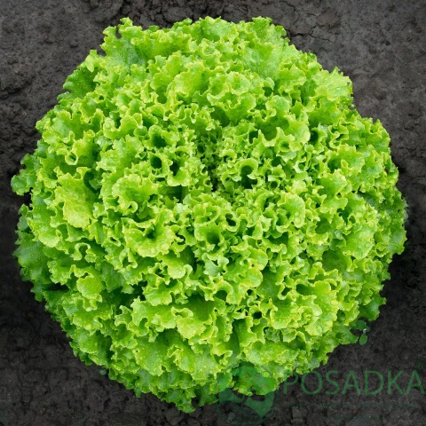 картинка Семена салат Кудряш Одесский (листовой), 1 гр, SeedEra 