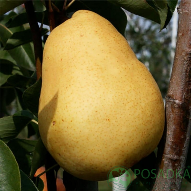 картинка Груша Пьер Корнель 