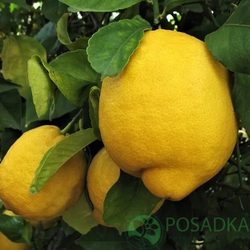 картинка Лимон Лисбон 