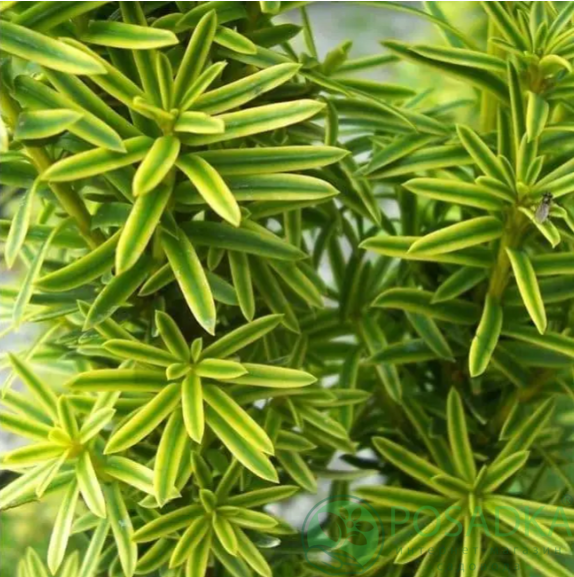 картинка Тис ягодный Green Column 