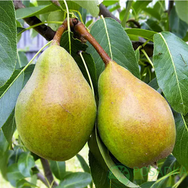 картинка Груша Мария 