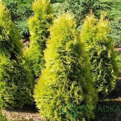 картинка Туя западная Саланд 