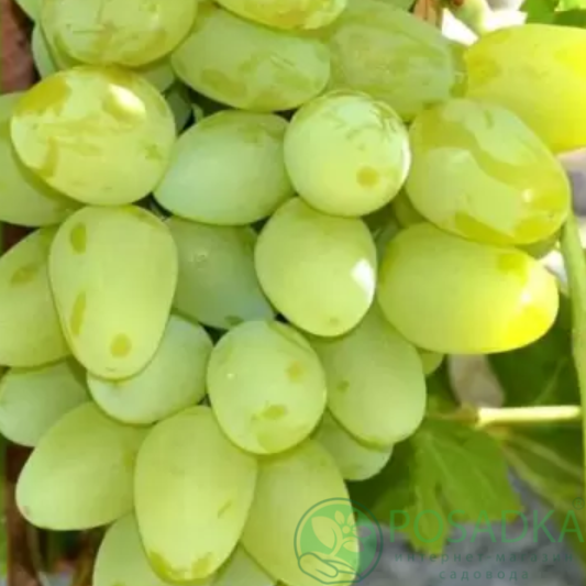 картинка Виноград Монарх 