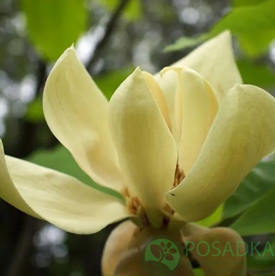 картинка Магнолия трехлепестковая  картинка Магнолия трехлепестковая