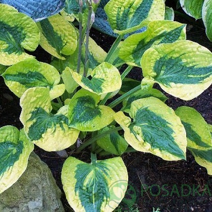 картинка Хоста Glad Rags 