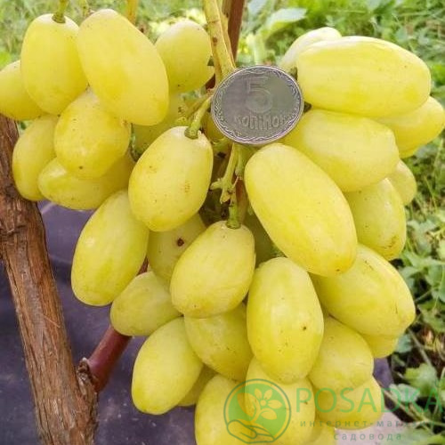 Виноград Бананас - купить в питомнике Posadka