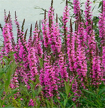 картинка Дербенник иволистный "Pink Blush" 