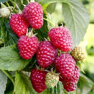 картинка Малина Моника 