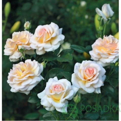 картинка Роза флорибунда Telethon (Телефон) 