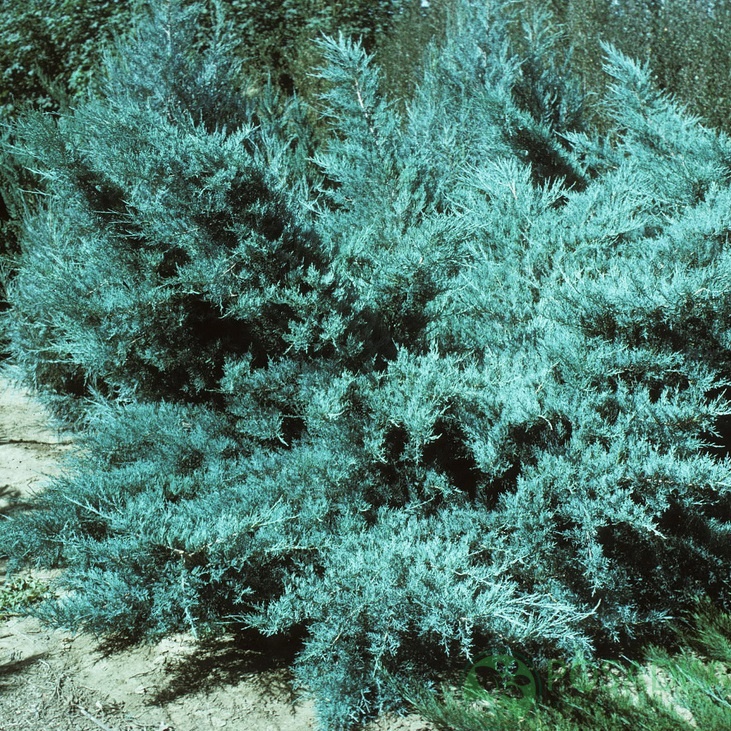 картинка Можжевельник средний Пфитцериана Глаука С2  картинка Можжевельник средний Пфитцериана Глаука С2