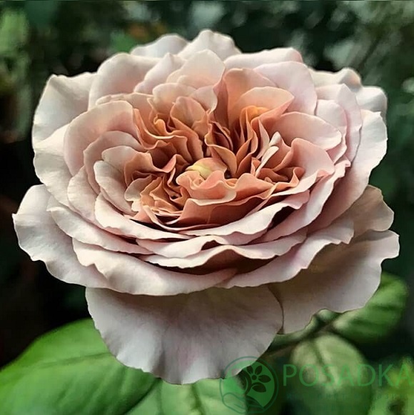 картинка Роза чайно-гибридная Кафе Латте С2 