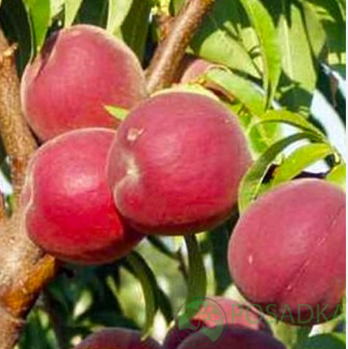 картинка Персик - слива Инка 