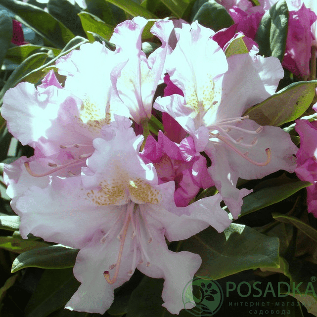 картинка Рододендрон гибридный Pohjola`s Daughter С5 