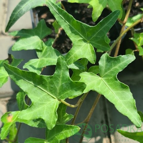 картинка Плющ обыкновенный Анхор  картинка Плющ обыкновенный Анхор