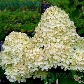 картинка Гортензия метельчатая Селекшн 7.5л 