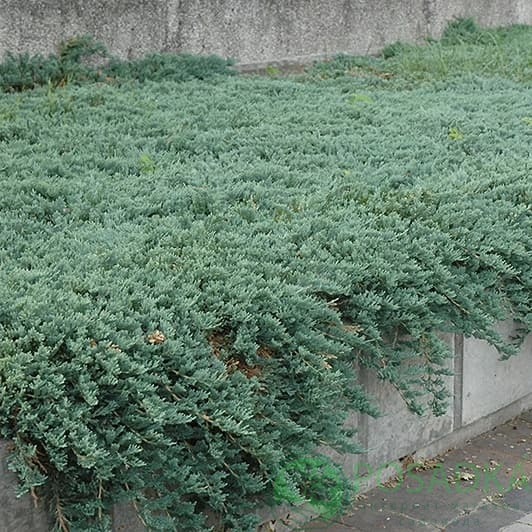 картинка Можжевельник горизонтальный Айс Блю 