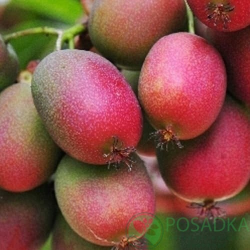 картинка Актинидия аргута Ананасная (самоплодная) 