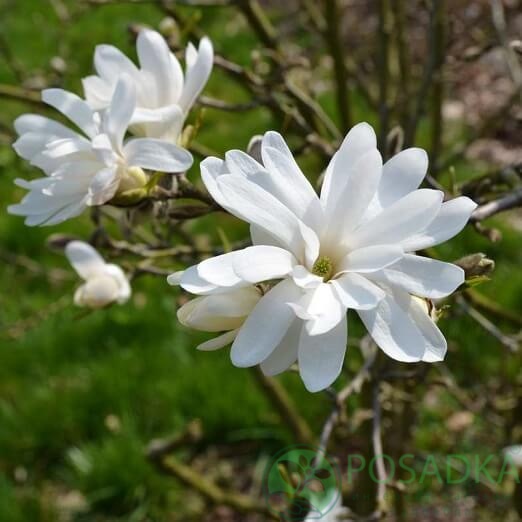 картинка Магнолия звездчатая Waterlily  картинка Магнолия звездчатая Waterlily