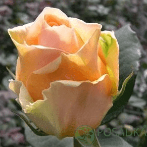 картинка Роза чайно-гибридная Кингс Прайд 