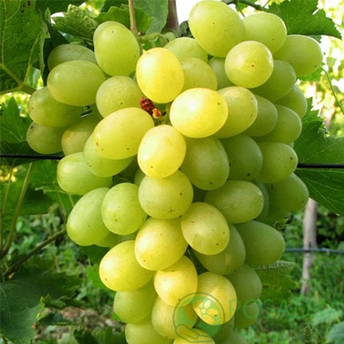 картинка Виноград Подарок Запорожью 