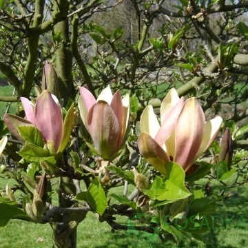 картинка Магнолия бруклинская Woodsman 7.5л 