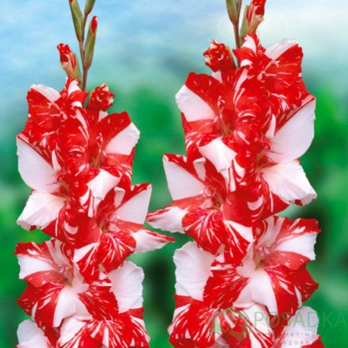 картинка Гладиолус Koi Pursuit 