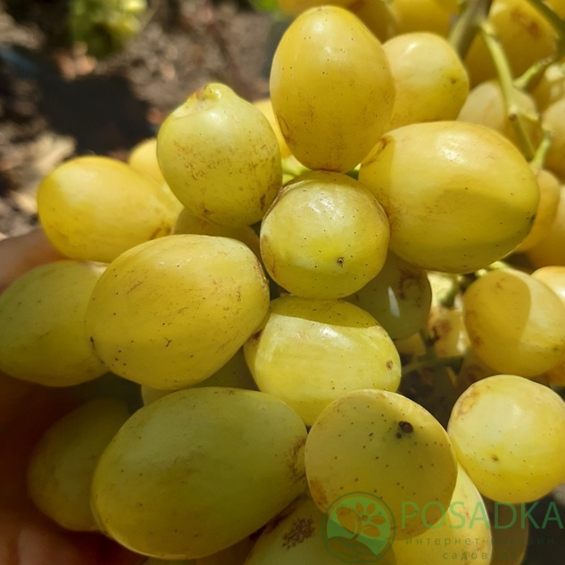 картинка Виноград Бананас 