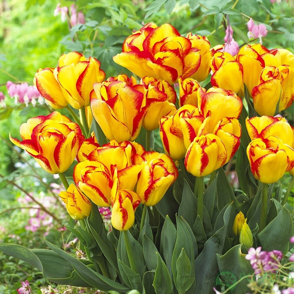 картинка Тюльпан Outbreak  картинка Тюльпан Outbreak