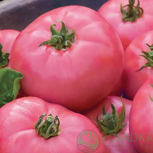 картинка Семена томат Розовый гигант 0.1 г, Seedera 